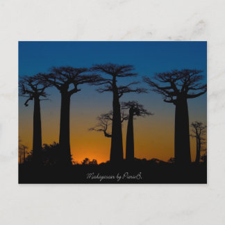 Baobabs de Madagascar Briefkaart