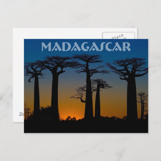 Baobabs de Madagascar Briefkaart (Voorkant / Achterkant)