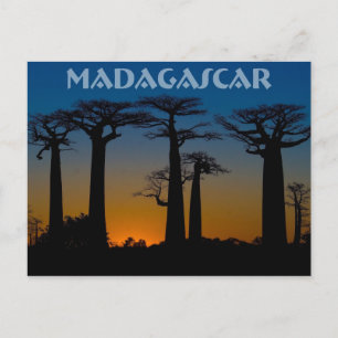 Baobabs de Madagascar Briefkaart