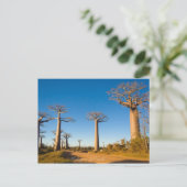 Baobabs de Madagascar Briefkaart (Staand voorkant)