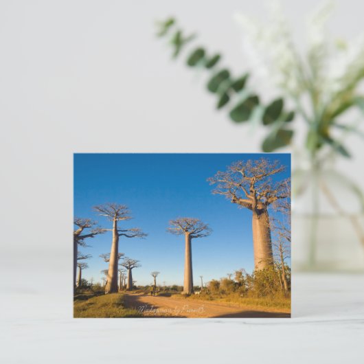 Baobabs de Madagascar Briefkaart (Staand voorkant)