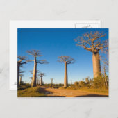 Baobabs de Madagascar Briefkaart (Voorkant / Achterkant)
