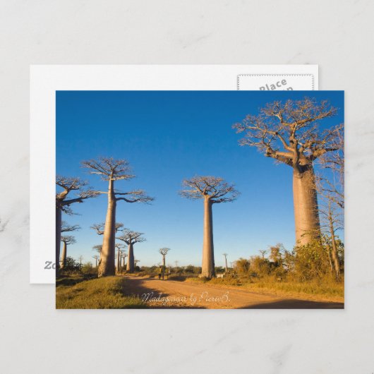 Baobabs de Madagascar Briefkaart (Voorkant / Achterkant)