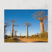 Baobabs de Madagascar Briefkaart (Voorkant)