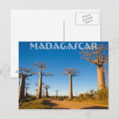 Baobabs de Madagascar Briefkaart (Voorkant / Achterkant)