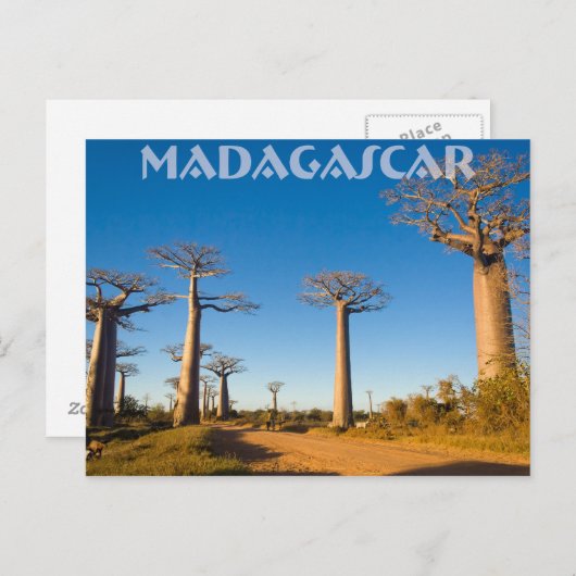 Baobabs de Madagascar Briefkaart (Voorkant / Achterkant)