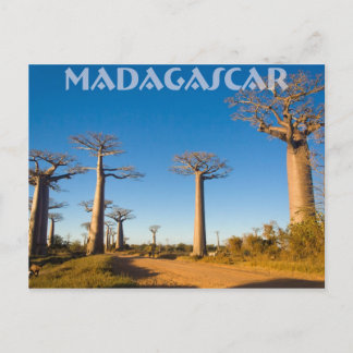 Baobabs de Madagascar Briefkaart