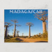 Baobabs de Madagascar Briefkaart (Voorkant)