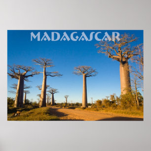 Baobabs de Madagascar Poster