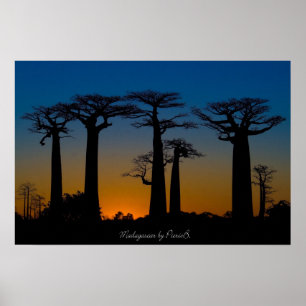 Baobabs de Madagascar Poster