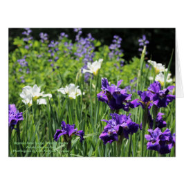 Baptisia False Indigo, White en Double Paars Sib