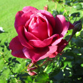 BAR-127-Mok Koffiemok