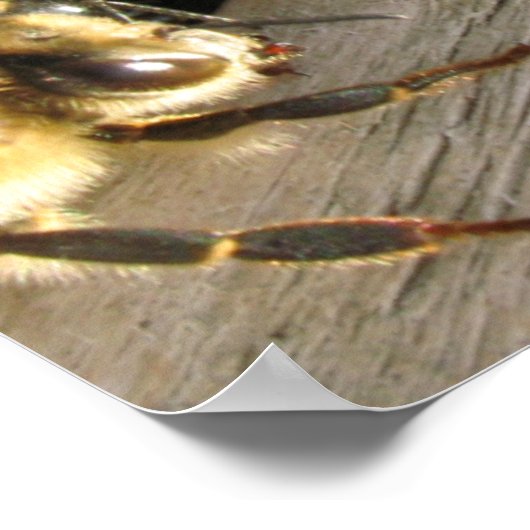 Bar bijen_Honey Lager? Poster (Hoek)