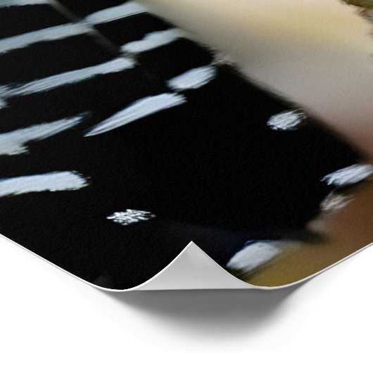 Bar-crested antshrike  poster (Hoek)