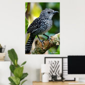Bar-crested antshrike  poster (Thuiskantoor)