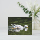 Bar-Headed gans Briefkaart (Staand voorkant)