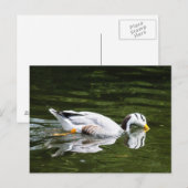 Bar-Headed gans Briefkaart (Voorkant / Achterkant)