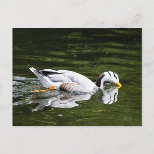 Bar-Headed gans Briefkaart (Voorkant)