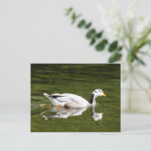 Bar-Headed gans Briefkaart (Staand voorkant)