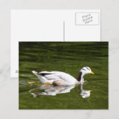 Bar-Headed gans Briefkaart (Voorkant / Achterkant)