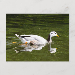Bar-Headed gans Briefkaart