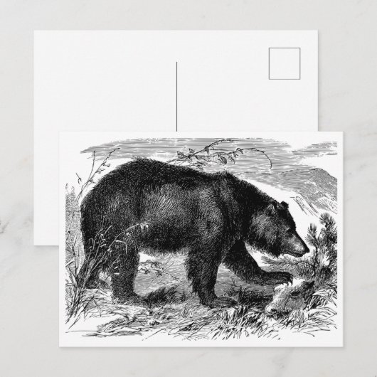 Bär in der Prärie Briefkaart (Voorkant / Achterkant)