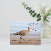 Bar-Tailed Godmet Beach Ocean Sand Bird Briefkaart (Staand voorkant)