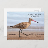 Bar-Tailed Godmet Beach Ocean Sand Bird Briefkaart (Voorkant / Achterkant)