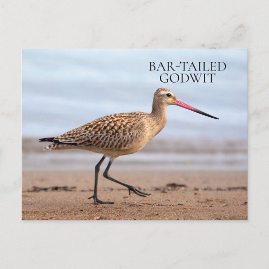 Bar-Tailed Godmet Beach Ocean Sand Bird Briefkaart (Voorkant)