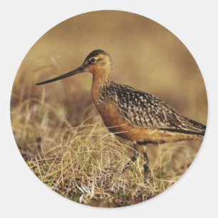 Bar-Tailed Godwit op Tundra Ronde Sticker