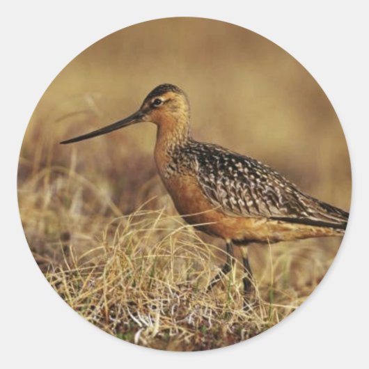 Bar-Tailed Godwit op Tundra Ronde Sticker (Voorkant)