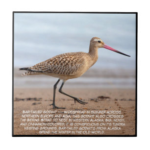 Bar-tailed Godwit Tegeltje