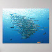 Baraccuda Party Poster (Voorkant)