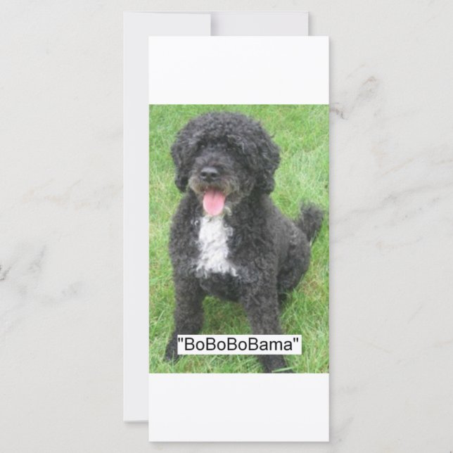 Barack Obama Portugese waterhond (Voorkant)