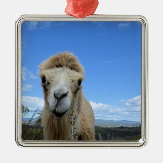 Baraka het Ornament van het glimlachende kamp (Voorkant)