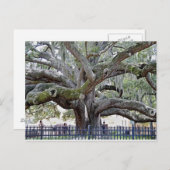 Baranoff Oak - Safety Harbour, FL Briefkaart (Voorkant / Achterkant)