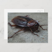 Barata Cucaracha Cockroach Briefkaart (Voorkant / Achterkant)