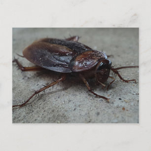 Barata Cucaracha Cockroach Briefkaart