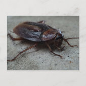 Barata Cucaracha Cockroach Briefkaart (Voorkant)