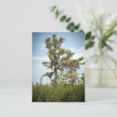 Barataria Swamp Cypress Tree Briefkaart (Staand voorkant)