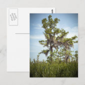 Barataria Swamp Cypress Tree Briefkaart (Voorkant / Achterkant)