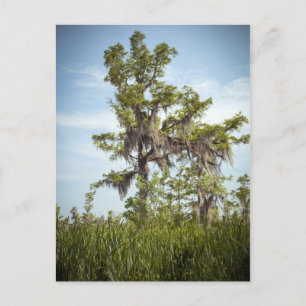Barataria Swamp Cypress Tree Briefkaart