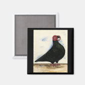 Barb Pigeon Waterverf Magneet (Voorkant / Achterkant)