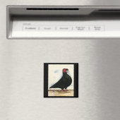 Barb Pigeon Waterverf Magneet (Insitu (Vaatwasser))