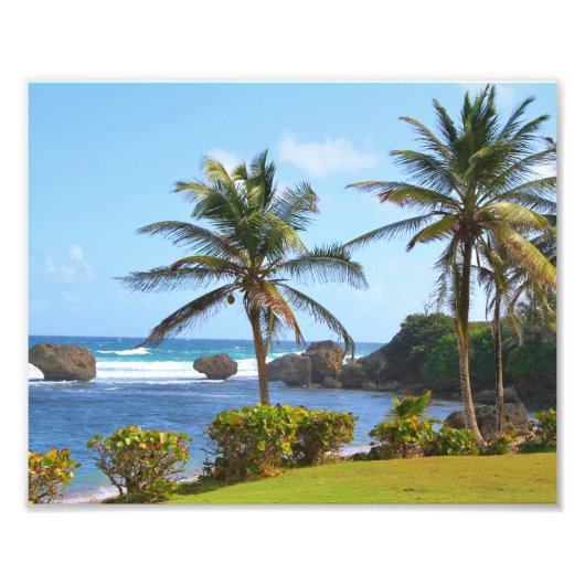 Barbados, Caribisch gebied, oceaan, palmbomen, fot Foto Afdruk (Voorkant)