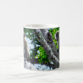 Barbados Green Monkeys Mok (Center)