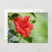 Barbados hibiscus bloem briefkaart (Voorkant / Achterkant)