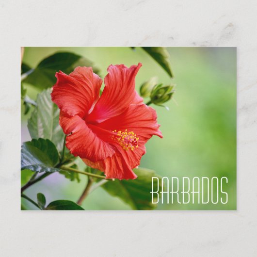 Barbados hibiscus bloem briefkaart (Voorkant)