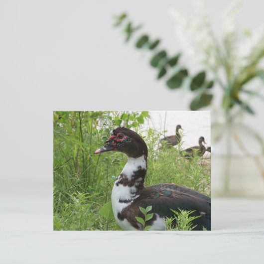 Barbarijse eend briefkaart (Staand voorkant)