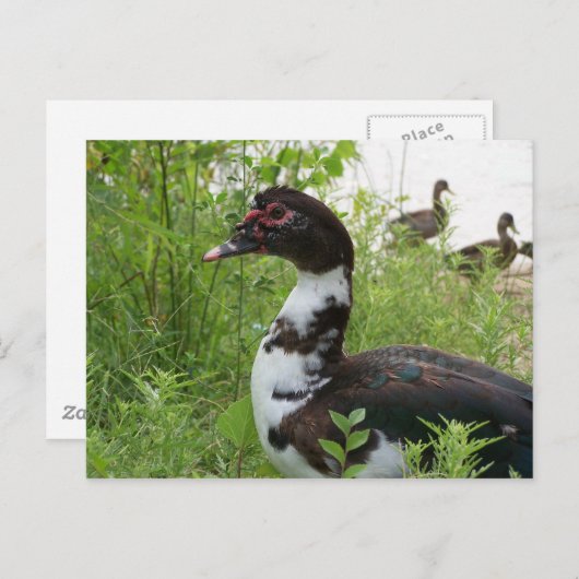 Barbarijse eend briefkaart (Voorkant / Achterkant)